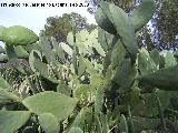 Cactus Chumbera - Opuntia ficus-indica. Navas de San Juan