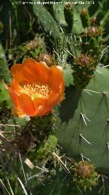 Cactus Chumbera - Opuntia ficus-indica. Niebla