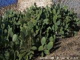 Cactus Chumbera - Opuntia ficus-indica. El Planto de abajo - Navas de San Juan