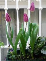Tulipn - Tulipa gesneriana. Los Villares