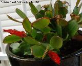 Cactus de Navidad - Schlumbergera truncata. Los Villares