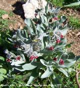 Viniebla - Cynoglossum cheirifolium. Los Villares