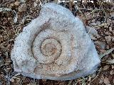 Ammonites Nannolytoceras - Nannolytoceras tripartitum. Can de la Tinaja - Jan