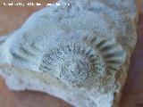 Ammonites Ochetoceras - Ochetoceras canaliculatum. Los Caones - Jan