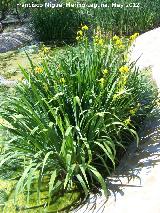 Lirio amarillo - Iris pseudoacorus. Tozar - Mocln