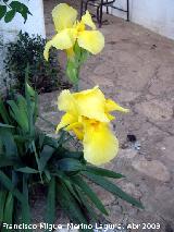 Lirio amarillo - Iris pseudoacorus. Navas de San Juan