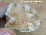 Ammonites Phylloceras - Phylloceras sp.. Terminacin. Arroyo Padilla - Jan