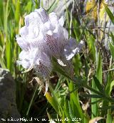 Conejitos - Linaria lilacina. Jan