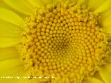 Corona de rey - Chrysanthemum segetum. Arquillos