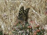 Mariposa macan - Papilio machaon. Calahorra