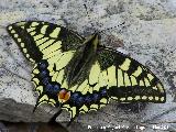 Mariposa macan - Papilio machaon. Cerro de la Harina - Alcaudete