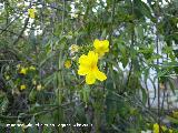 Jazmn amarillo - Jasminum nudiflorum. Navas de San Juan