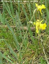 Narciso de Sierra Nevada - Narcissus nevadensis. Laguna de Valdeazores - Cazorla