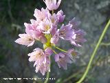 Ajo de culebra - Allium roseum. Canjorro - Jan