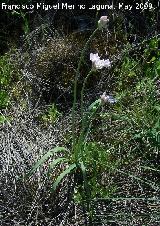 Ajo de culebra - Allium roseum. Los Caones. Los Villares