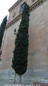Ciprs piramidal - Cupressus sempervirens pyramidalis. Salamanca