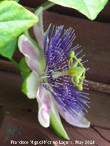 Pasionaria azul - Passiflora caerulea. Crdoba