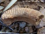 Ammonites Macroscaphites - Macroscaphites yvani. Arroyo Padilla - Jan