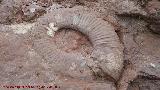 Ammonites Macroscaphites - Macroscaphites yvani. Tajos del Buitre - Campillo de Arenas