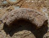 Ammonites Morphoceras - Morphoceras sp.. Arroyo Padilla - Jan