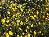Margarita amarilla silvestre - Anacyclus radiatus. Puentebajo - Los Villares