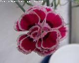 Clavel - Dianthus caryophyllus. Navas de San Juan