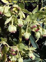 Hierba de ballesteros - Helleborus foetidus. Flores. El Castillejo - Cambil