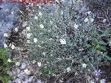 Jarilla - Helianthemum apenninum. Cuatro Picos - Jan