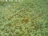 Trbol de pezn de vaca - Anthyllis tetraphylla. La Veguilla - Rus