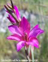 Gladiolo silvestre - Gladiolus italicus. Canjorro - Jan
