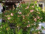 El Centenillo - Baños de la Encina Adelfa - Nerium oleander. El Centenillo - Baños de la Encina