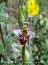 Orqudea araa - Ophrys holoserica. Pitillos. Valdepeas