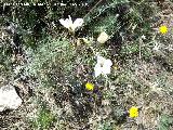 Lino blanco - Linum suffruticosum. Santa Ana - Torredelcampo