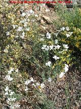 Lino blanco - Linum suffruticosum. Las Yeseras - Navas de San Juan