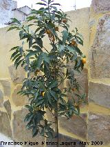 Kumquat - Fortunella margarita. Los Villares
