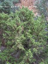 Sabina albar - Juniperus thurifera. Los Caones Jan