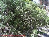 Sabina albar - Juniperus thurifera. Pitillos. Valdepeas