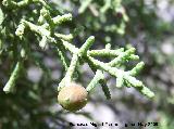 Sabina albar - Juniperus thurifera. Fruto. Pitillos. Valdepeas