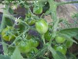 Tomatera - Solanum lycopersicum. Los Caones (Jan)