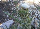Cardo blanco - Cirsium ferox. Puntal de la Misa (Santiago Pontones)