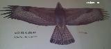 Pjaro guila real - Aquila chrysaetos. Dibujo