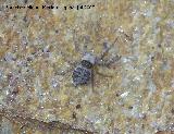 Araa saltadora - Menemerus Semilimbatus. Los Villares