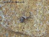 Araa saltadora - Menemerus Semilimbatus. Los Villares