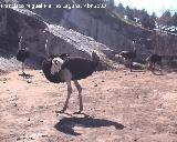 Pjaro Avestruz - Struthio camelus. Atarfe