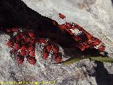 Chinche roja - Pyrrhocoris apterus. Larvas. Cerro Cao Quebrado - Jan