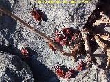 Chinche roja - Pyrrhocoris apterus. Adultas y larvas. Cerro Cao Quebrado - Jan