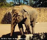 Elefante asitico - Elephas maximus. Crdoba