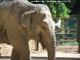 Elefante asitico - Elephas maximus. Crdoba