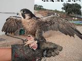 Pjaro Halcn peregrino - Falco peregrinus. Navas de San Juan