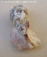 Almeja Ostra de perro - Anomia ephippium. Cdiz
